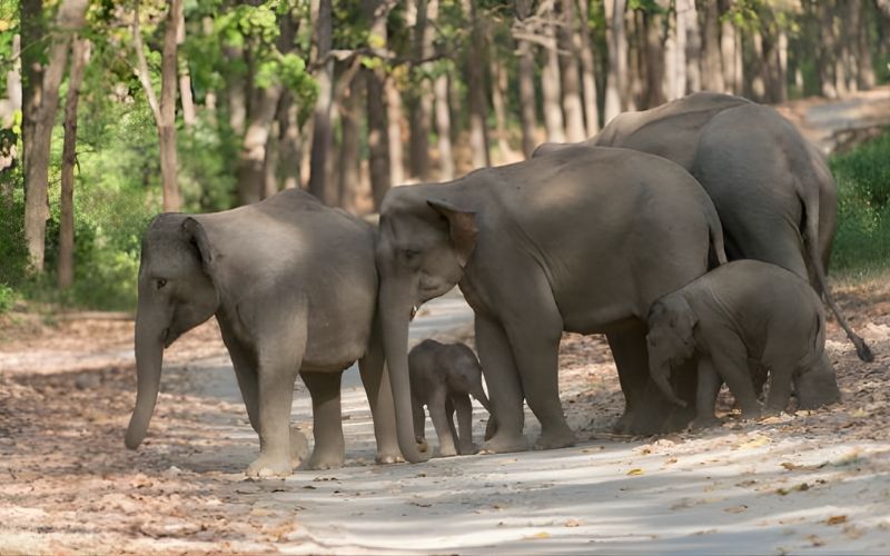 Nainital to Corbett Escape